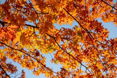 Quercus rubra hoogstam 10/12