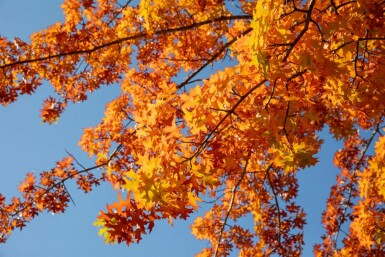 Quercus rubra hoogstam 10/12