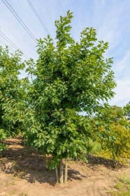 Quercus rubra meerstammig 300-350