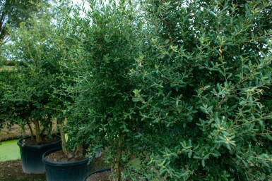 Quercus rubra meerstammig 300-350