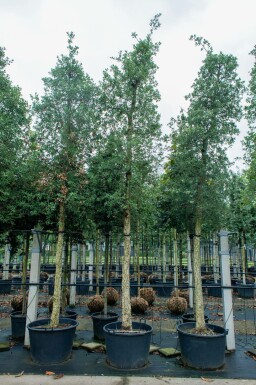 Quercus suber hoogstam 14/16