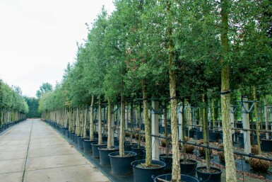 Quercus suber hoogstam 14/16
