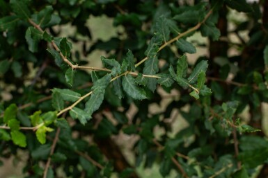 Quercus suber hoogstam 14/16