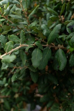 Quercus suber hoogstam 14/16