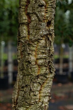 Quercus suber hoogstam 14/16