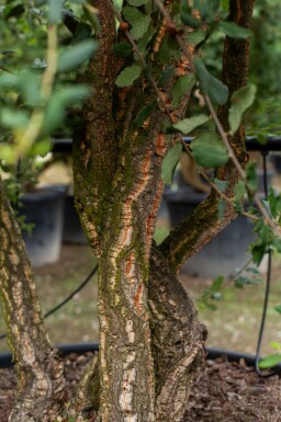 Quercus suber hoogstam 14/16