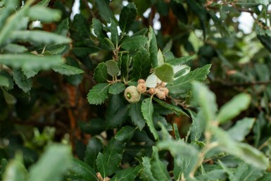 Quercus suber hoogstam 14/16