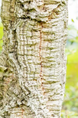 Quercus suber meerstammig 250-300