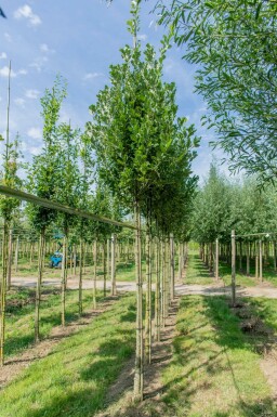 Zuileik Quercus x warei 'Regal Prince' Quercus x warei 'Regal Prince'