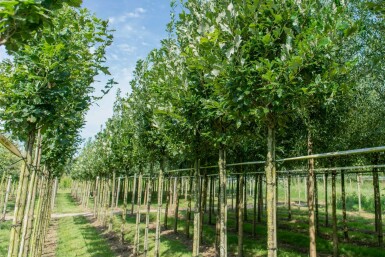 Quercus x warei 'Regal Prince' hoogstam 14/16