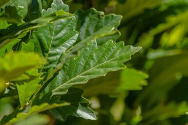 Quercus x warei 'Regal Prince' hoogstam 14/16