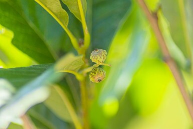 Zuileik Quercus x warei 'Regal Prince' Hoogstam stamomtrek 14-16 P Quercus x warei 'Regal Prince' hoogstam 14/16