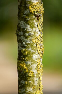 Zuileik Quercus x warei 'Regal Prince' Hoogstam stamomtrek 14-16 P Quercus x warei 'Regal Prince' hoogstam 14/16