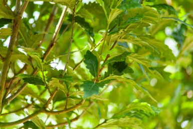 Quercus x warei 'Regal Prince' hoogstam 14/16