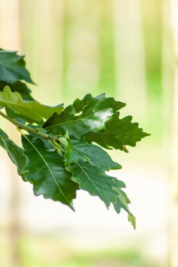 Quercus x warei 'Regal Prince' hoogstam 14/16