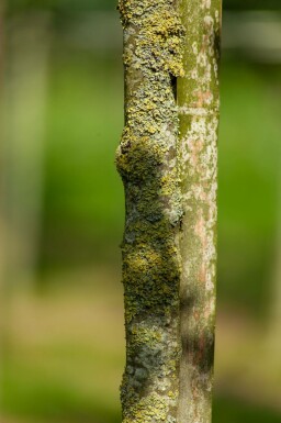 Zuileik Quercus x warei 'Regal Prince' Hoogstam stamomtrek 14-16 P Quercus x warei 'Regal Prince' hoogstam 14/16