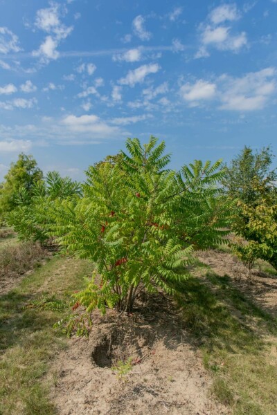 Fluweelboom Rhus typhina Meerstammig 200-250 P Rhus typhina meerstammig 200-250