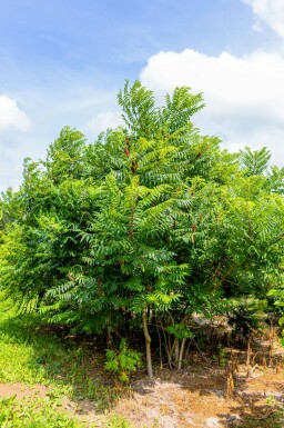 Rhus typhina meerstammig 200-250