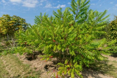Rhus typhina meerstammig 200-250