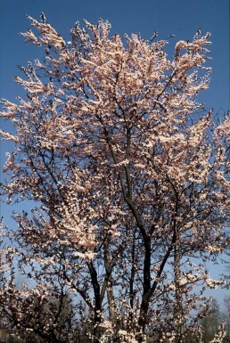 Kerspruim Prunus cerasifera 'Nigra' Struik 40-50 Pot C3