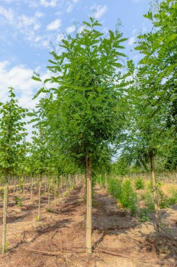 Acacia Robinia x margaretta 'Pink Cascade' Hoogstam Robinia x margaretta 'Pink Cascade' hoogstam