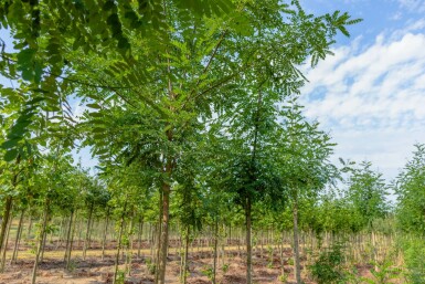 Robinia x margaretta 'Pink Cascade' hoogstam