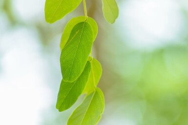 Robinia x margaretta 'Pink Cascade' hoogstam 14/16
