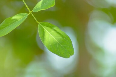 Robinia x margaretta 'Pink Cascade' hoogstam 14/16