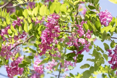 Robinia x margaretta 'Pink Cascade' hoogstam 14/16