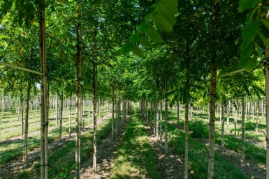 Robinia pseudoacacia hoogstam 14/16