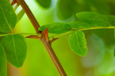 Robinia pseudoacacia hoogstam 14/16