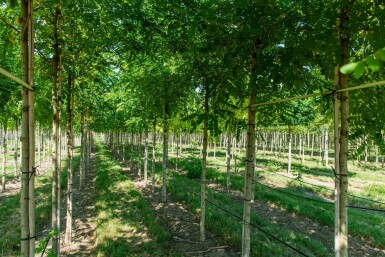 Robinia pseudoacacia hoogstam 14/16