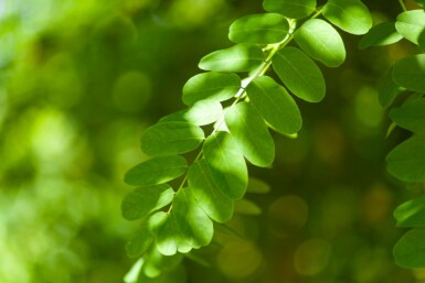 Robinia pseudoacacia hoogstam 14/16