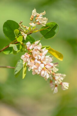 Robinia pseudoacacia meerstammig