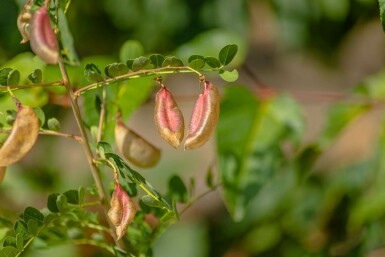 Robinia pseudoacacia meerstammig 250-300