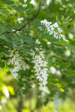 Robinia pseudoacacia meerstammig 250-300