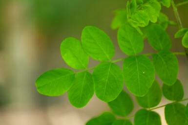 Robinia pseudoacacia 'Bessoniana' hoogstam 10/12