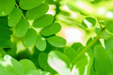 Robinia pseudoacacia 'Bessoniana' hoogstam 10/12