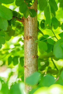 Robinia pseudoacacia 'Bessoniana' hoogstam 10/12