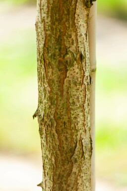 Robinia pseudoacacia 'Bessoniana' hoogstam 10/12