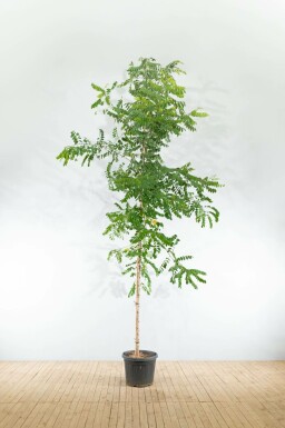 Acacia Robinia pseudoacacia 'Nyirségi' Hoogstam Robinia pseudoacacia 'Nyirségi' hoogstam