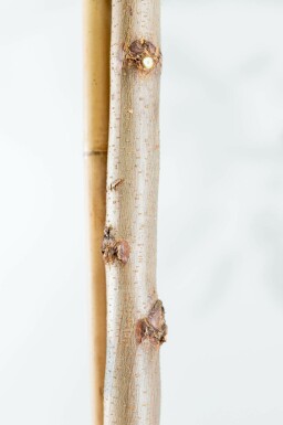 Robinia pseudoacacia 'Nyirségi' hoogstam 10/12