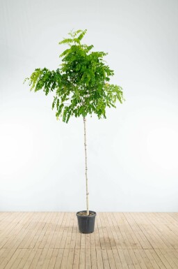 Bolacacia Robinia pseudoacacia 'Umbraculifera' Hoogstam Robinia pseudoacacia 'Umbraculifera' hoogstam