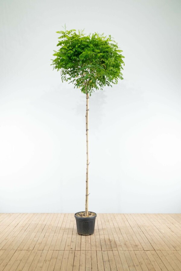 Bolacacia Robinia pseudoacacia 'Umbraculifera' Hoogstam stamomtrek 8-10 stamhoogte 200 P Robinia pseudoacacia 'Umbraculifera' hoogstam 8/10 200cm stam