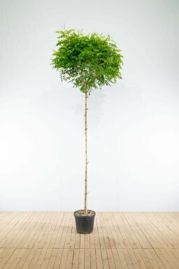 Robinia pseudoacacia 'Umbraculifera' hoogstam