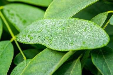 Bolacacia Robinia pseudoacacia 'Umbraculifera' Hoogstam stamomtrek 8-10 stamhoogte 200 P Robinia pseudoacacia 'Umbraculifera' hoogstam 8/10 200cm stam