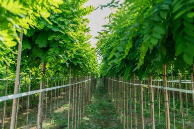 Bolacacia Robinia pseudoacacia 'Umbraculifera' Halfstam stamomtrek 6-8 stamhoogte 150 P Robinia pseudoacacia 'Umbraculifera' halfstam 6/8 150cm stam