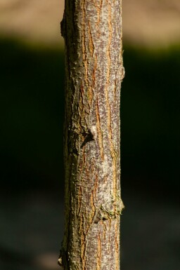 Bolacacia Robinia pseudoacacia 'Umbraculifera' Halfstam stamomtrek 6-8 stamhoogte 150 P Robinia pseudoacacia 'Umbraculifera' halfstam 6/8 150cm stam