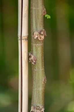 Robinia pseudoacacia 'Umbraculifera' halfstam 6/8 150cm stam