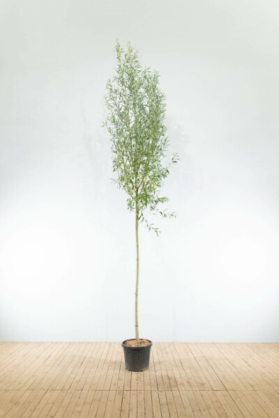 Salix alba hoogstam 10/12